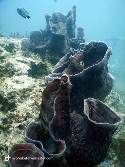 The dramatic rock formations at Christmas Point, a highlight of Similan Island diving.