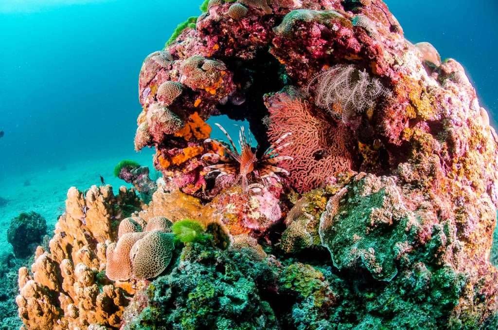 Diving at iconic spots like Phi Phi Islands and Racha Yai in Phuket