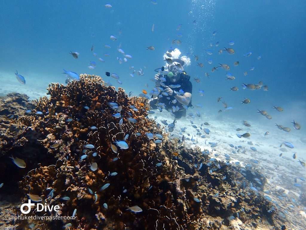 coral reefs at racha yai island, scuba diving phuket, colorful corals, underwater paradise