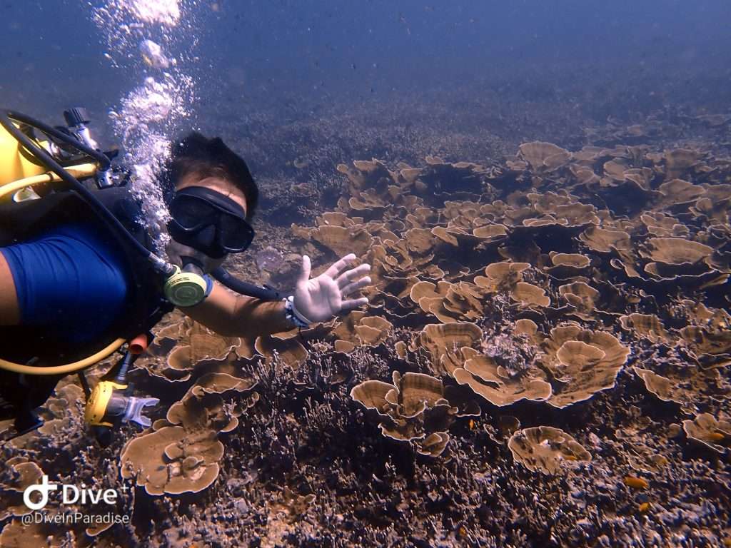 scuba diving day trips phuket