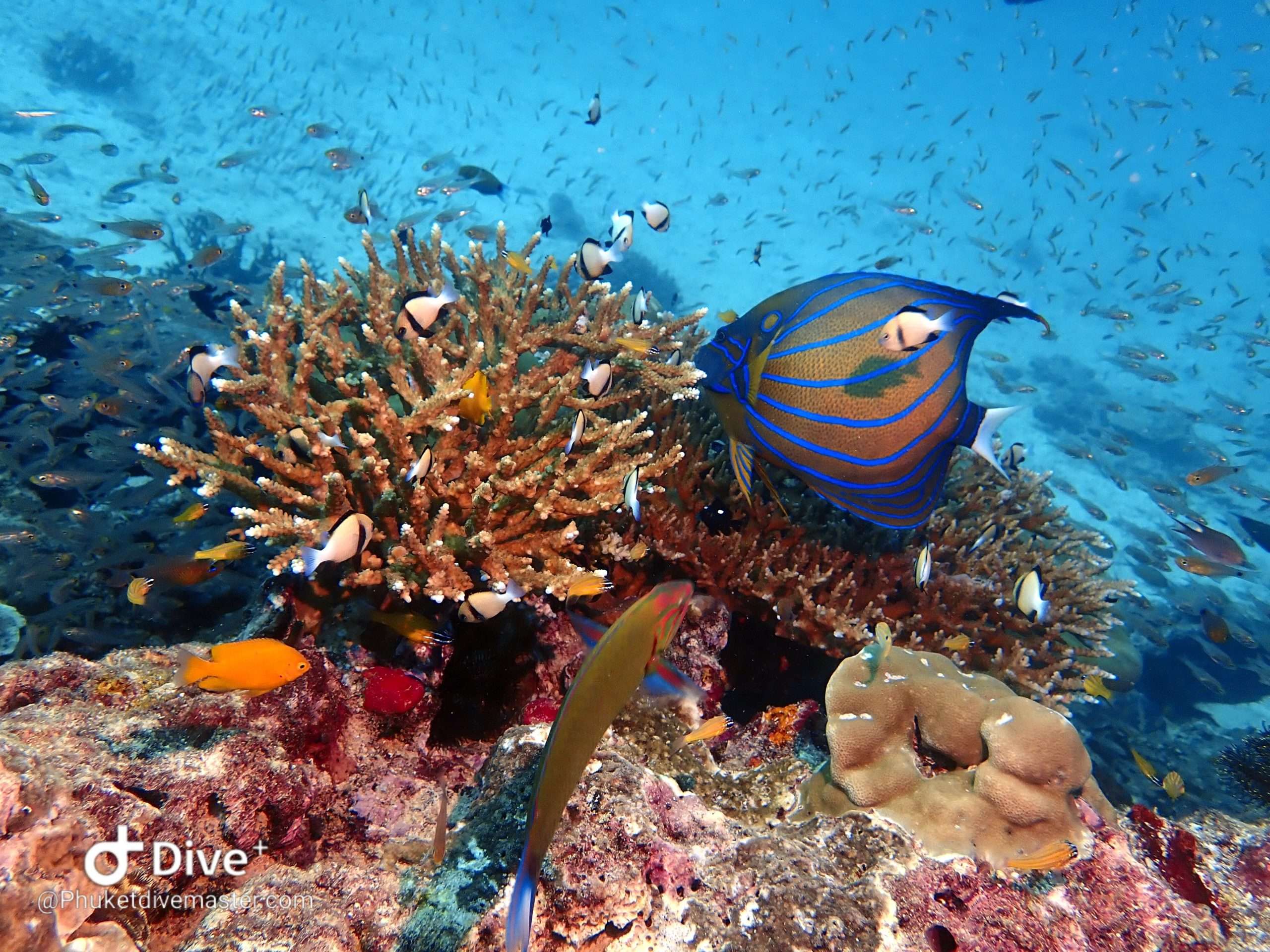 Coral garden at East of Eden dive site