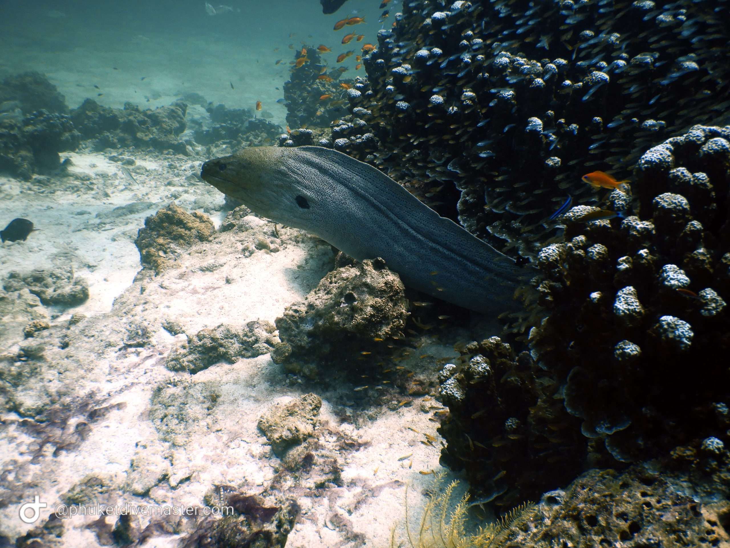 Divers in coral reef Phuket