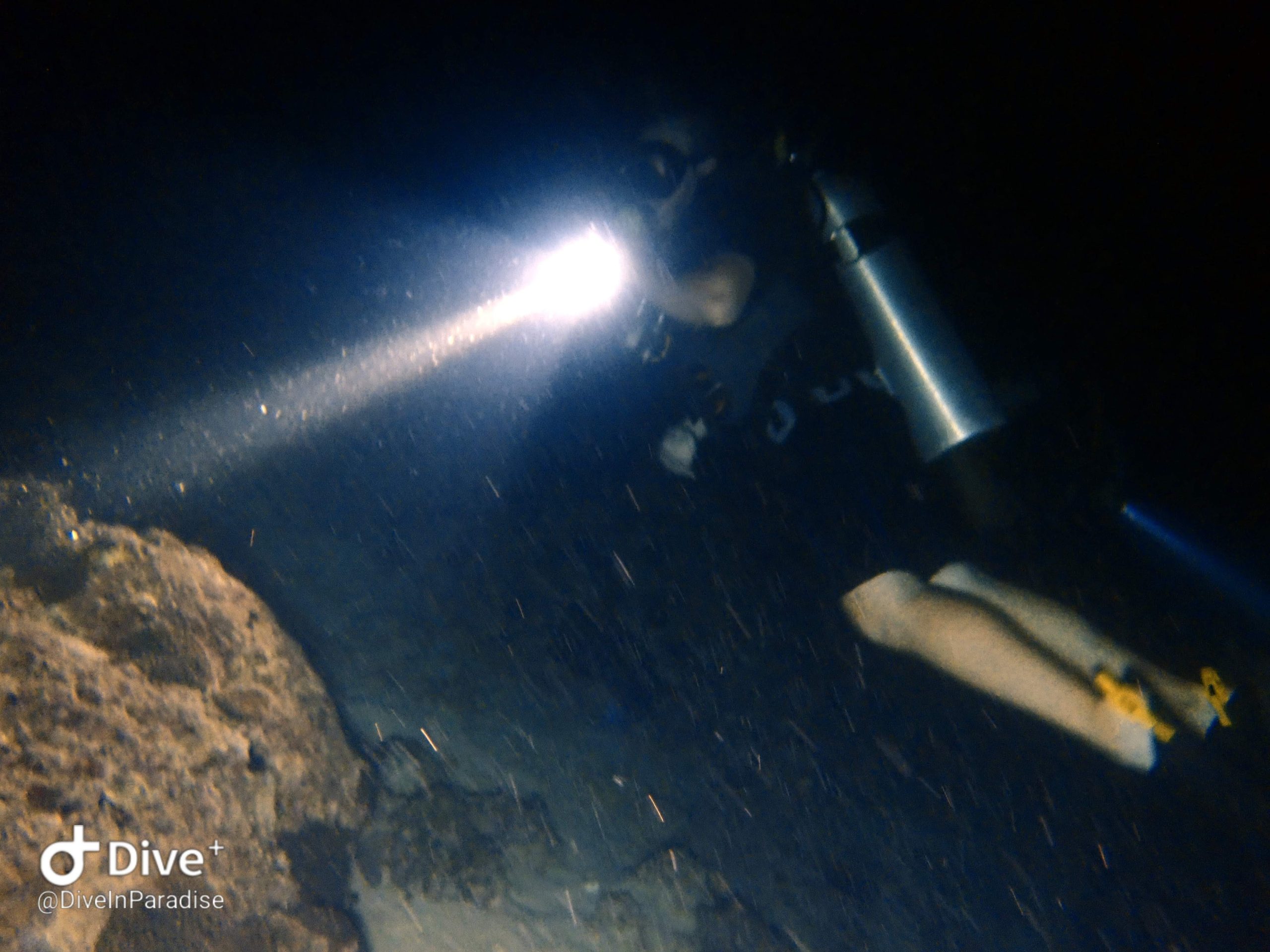 Diver exploring coral reef at night