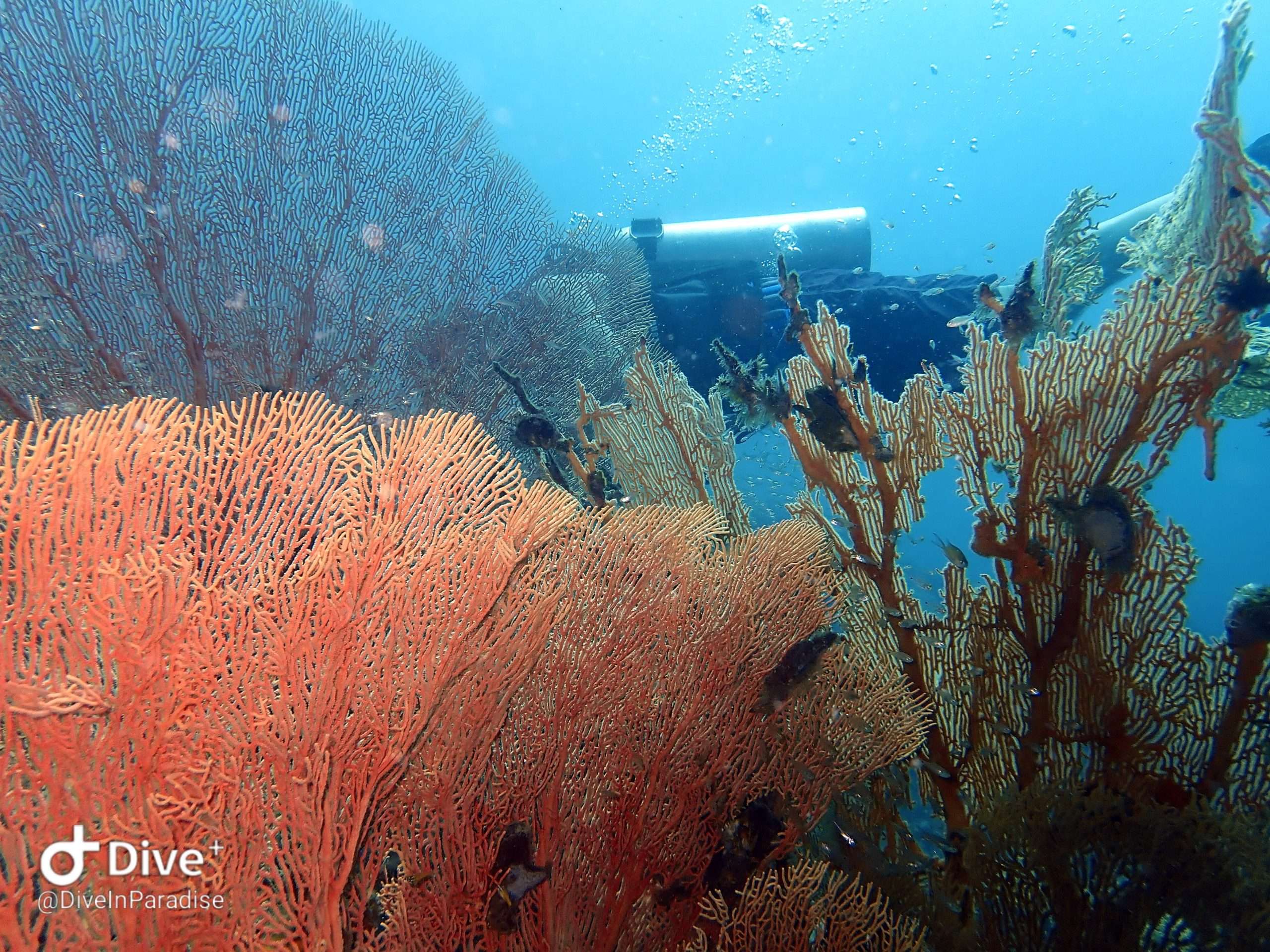 Diver observing marine life