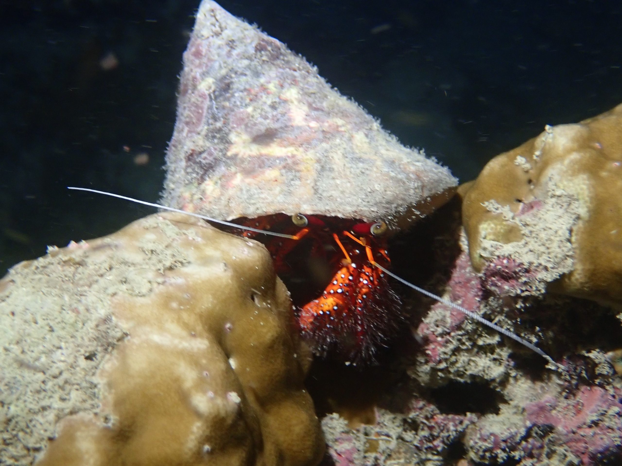 Nocturnal marine creature